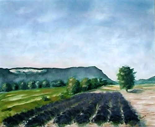 Lavendelfeld bei Joucas