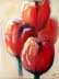 Tulpen rot